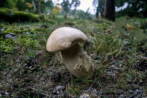 Mushroom in the  fall forest Stock Photos