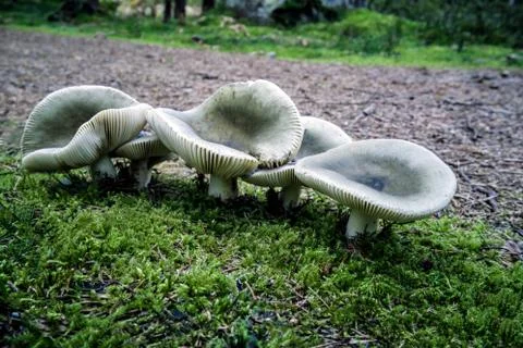 Mushroom in the  fall forest Stock Photos