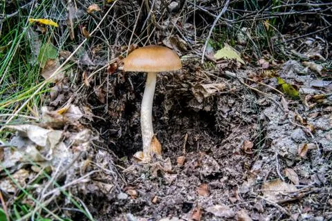 Mushroom in the  fall forest Foto stock