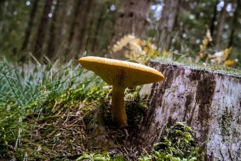 Mushroom in the  fall forest Stock Photos