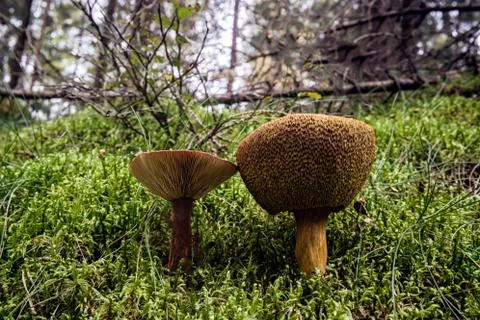 Mushroom in the  fall forest Foto stock