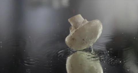 Mushroom fall on a mirror surface Stock Footage 197426749