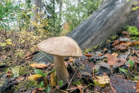 Mushroom in fall Stock Photos