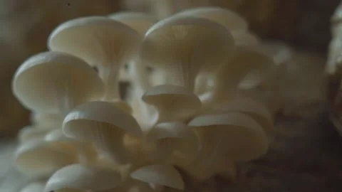 Mushroom in the farm 스톡 동영상 310498423