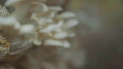 Mushroom in the farm 스톡 동영상 310498424
