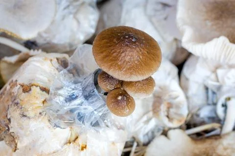 Mushroom farm Stock Photos