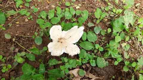 Mushroom in field. Stock Footage 162901472