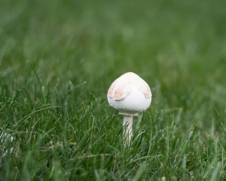 Mushroom in a field 写真素材