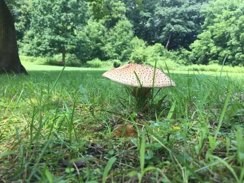 Mushroom in a field Stock Photos