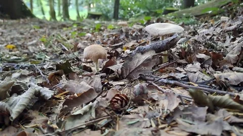 Mushroom Flat Brown On Forest Floor Realtime Stock Footage 264343013