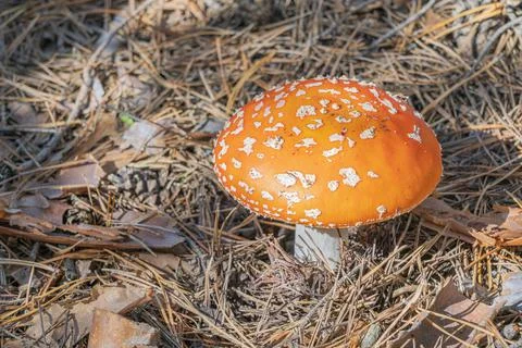 Mushroom fly agaric close-up in a pine forest Stock-Fotos