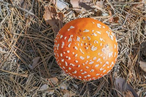Mushroom fly agaric close-up in a pine forest Foto stock