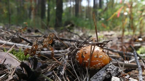 Mushroom fly agaric in a coniferous forest. Stock Footage 146932221