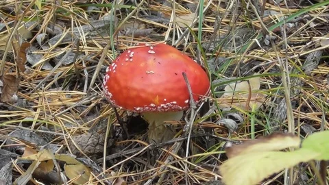Mushroom fly agaric Video stock 118803541