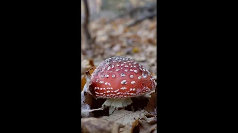 Mushroom fly agaric Video stock 295661248