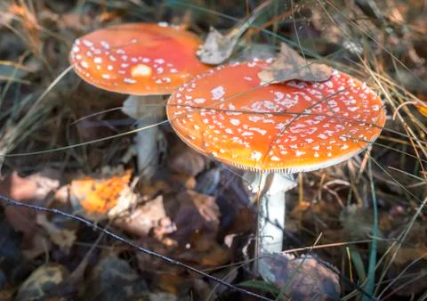 Mushroom fly agaric in the forest in a clearing. Stock Photos