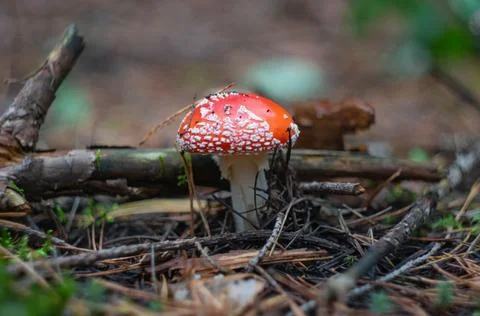 Mushroom fly agaric in the forest Foto stock