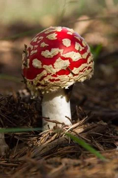 Mushroom Fly Agaric 스톡 사진