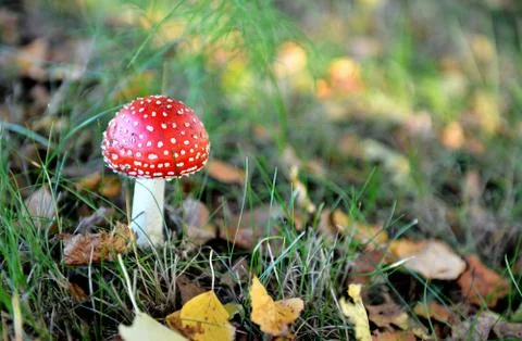 Mushroom fly agaric Foto stock