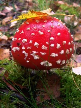 Mushroom fly agaric Stock Photos