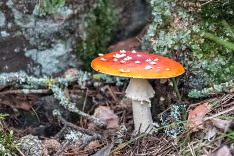 Mushroom fly agaric. Stock Photos