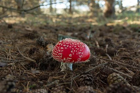Mushroom Fly Agaric  in pine forest 스톡 사진