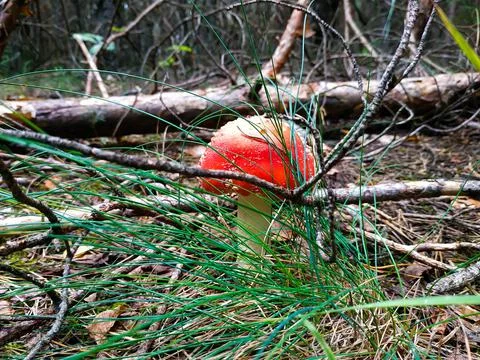 Mushroom fly agaric in pine needles Stock Photos