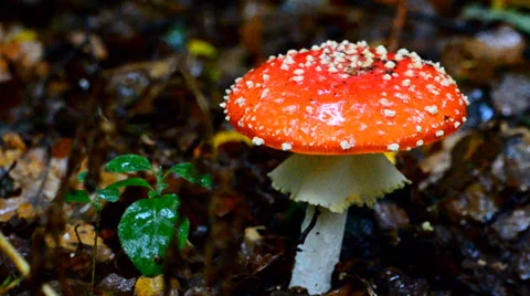 Mushroom (Fly Agaric) in the rain Stock Footage 35858747