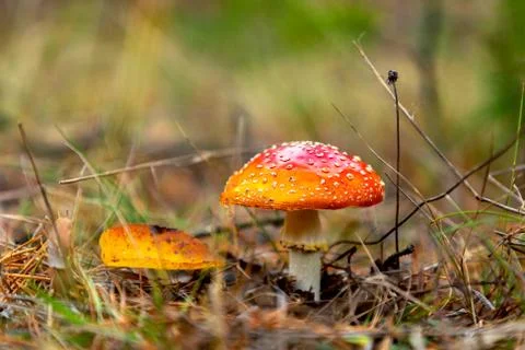 Mushroom fly agaric with a red cap in the forest. Foto stock