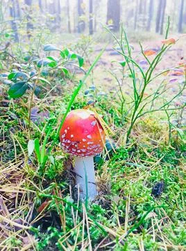 Mushroom fly-in that grows in a large forest on a bright sunny day Stock Photos