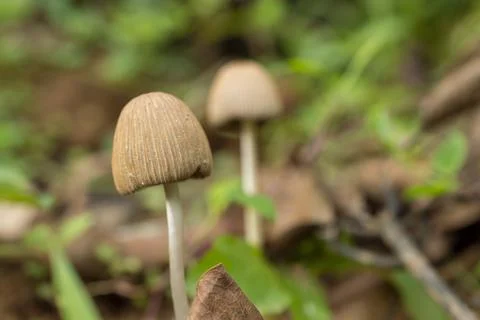 Mushroom in focus Stock Photos