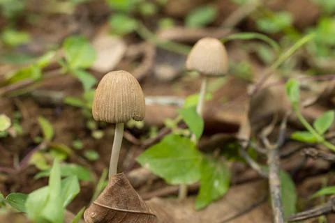 Mushroom in focus Stock Photos