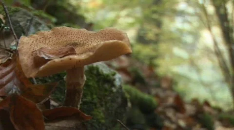 Mushroom Stock Footage 488821