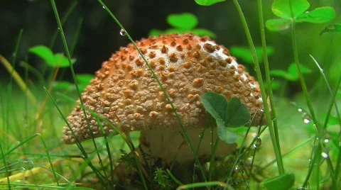Mushroom Stock Footage 503177