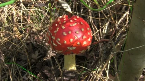 Mushroom Vídeo Stock 8601963