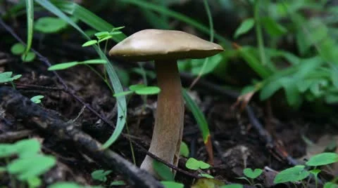 Mushroom Stock Footage 11970494