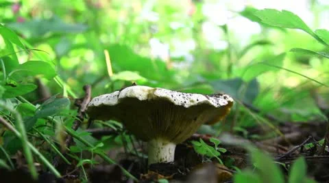 Mushroom Stock Footage 11985820