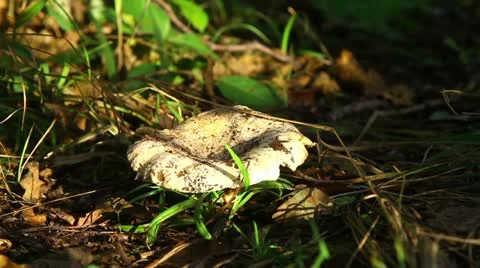 Mushroom Stock Footage 11985865