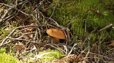 Mushroom Stock Footage 12333765