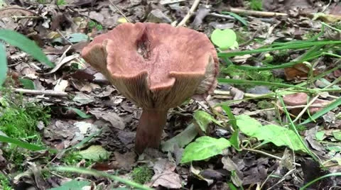 Mushroom Video stock 12426198