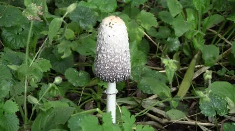 Mushroom Video stock 12426241