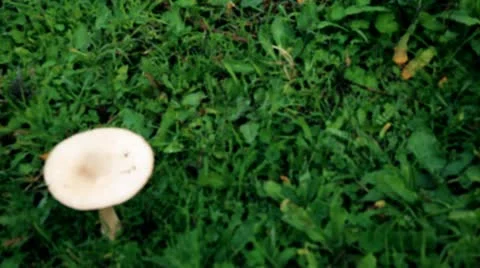 Mushroom Stock Footage