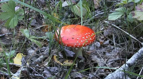 Mushroom Stock Footage 18185787