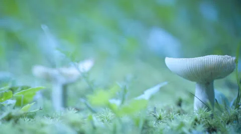 Mushroom Stock Footage 24818069