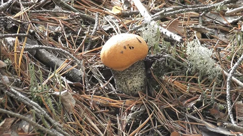 Mushroom Stock Footage 29261795