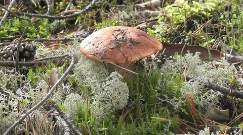 Mushroom Stock Footage 29268561