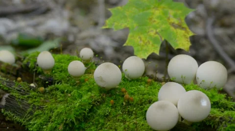 Mushroom Stock Footage 33214713