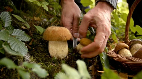 Mushroom Stock Footage 37229313