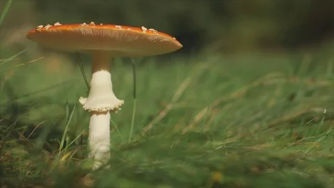 Mushroom Video stock 81626350