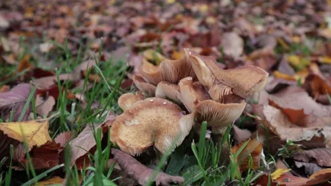 Mushroom Stock Footage 142945923